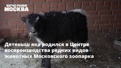 Детеныш яка родился в Центре воспроизводства редких видов животных Московского зоопарка
