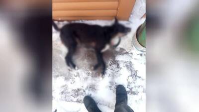 В Ломоносовском районе мужчина на снегоходе застрелил домашнюю собаку