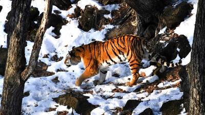 Тигр вышел к людям в Приморье