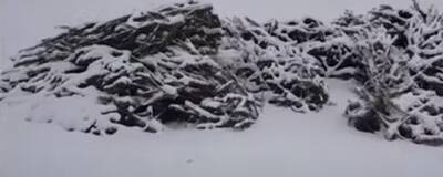 Обнаруженная на днях свалка елок в Хабаровске ликвидирована зоосадом