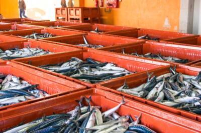 Россия возобновила экспорт рыбы через китайские порты Далянь и Циндао