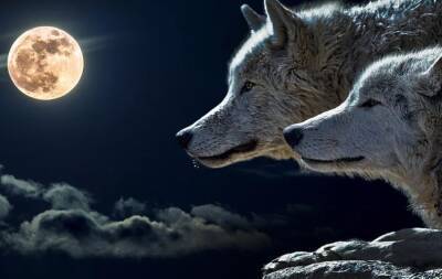 Ночью 19 января петербуржцы увидят в небе Волчью Луну - что это значит