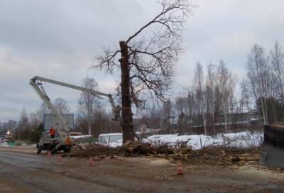 В Ленинградской области огромный тополь упал на дорогу и разлетелся на мелкие кусочки