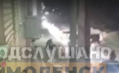 Хозяин 17 котов, напавший с ножом на женщину на улице Соболева в Смоленске, находится в реанимации