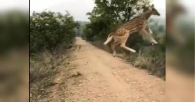 «Оце так стрибок»: летючий олень вразив уяву користувачів мережі (відео)