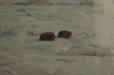Двумя лисами на замерзшей Неве заинтересовались полицейские и вороны