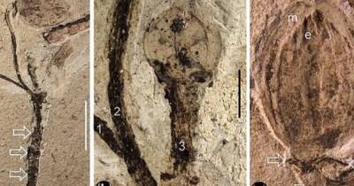 Окаменелый цветок возрастом 130 млн лет может разгадать "отвратительную тайну" Дарвина