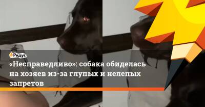 «Несправедливо»: собака обиделась нахозяев из-за глупых инелепых запретов
