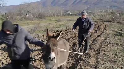 Албанские фермеры пашут на ослах