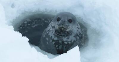 Украинские полярники записали "пение" тюленей