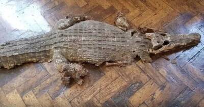 Находился под полом: в подвале английской школы обнаружили останки крокодила (фото)