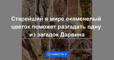 Старейший в мире окаменелый цветок поможет разгадать одну из загадок Дарвина