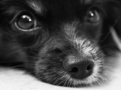 В Набережных Челнах нашли 10 зарезанных щенков
