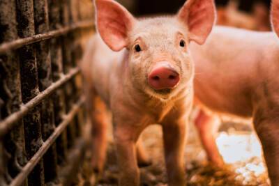 В нескольких районах Новгородской области сняли карантин по африканской чуме свиней