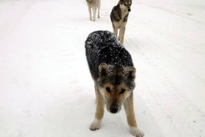 В Казахстане полицейские нашли и вернули кинологу служебную собаку, украденную во время беспорядков - Русская семерка