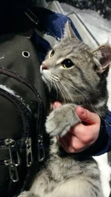 В Вологодской области добрые дети спасли испуганного котика