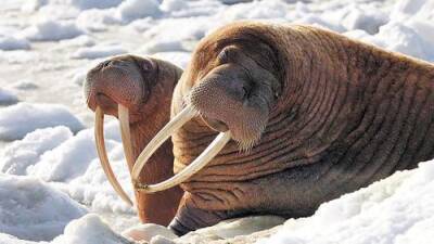 Российские ученые изучили состояние популяции моржей на Чукотке
