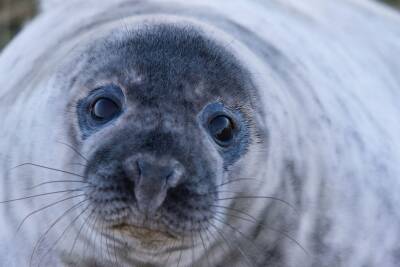 Украинские ученые записали пение антарктических тюленей и мира