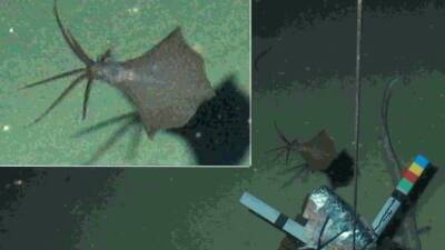 Самый глубоководный кальмар в мире обнаружен на глубине более шести километров