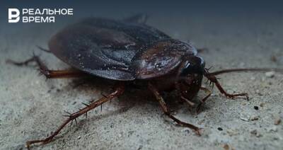 Студенты челнинского техникума пожаловались на тараканов в учреждении