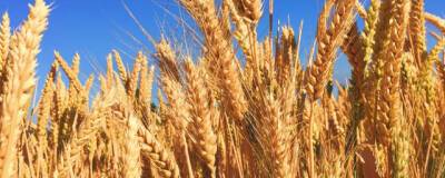 PLOS Pathogens: учёные выделили уязвимость в патогене, который вызывает опасный грибок пшеницы