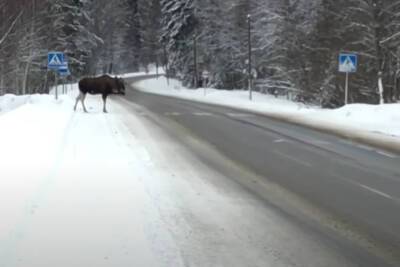 Законопослушный лось в Карелии перешел дорогу, соблюдая ПДД