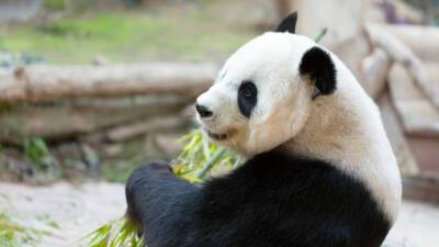 Ученые узнали, почему питающиеся одним бамбуком панды такие толстые