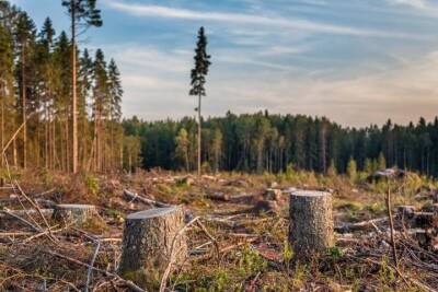47-летний мужчина получил условный срок за рубку леса в Тверской области