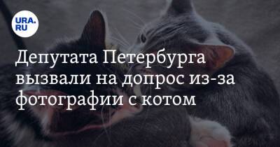 Депутата Петербурга вызвали на допрос из-за фотографии с котом