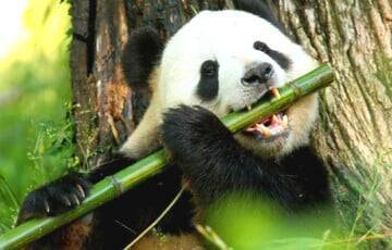 Исследование показало, как панды набирают вес на бамбуковой диете