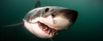 Ученые из Университета штата Луизиана: акулы чаще нападают во время полнолуния