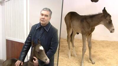 Бердымухамедов назвал жеребенка Эпохой и выделил из Стабфонда деньги на улучшение условий содержания коней