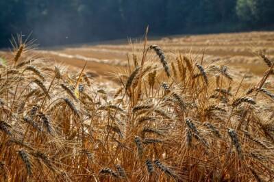 На Украине введено временное госрегулирование цен на пшеничный хлеб