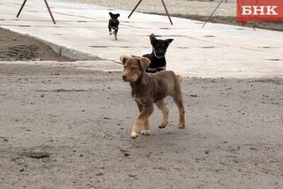 Жителя Ижемского района будут судить за избиение щенка
