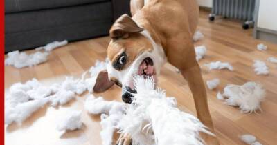 Любители погрызть и пожевать: 6 разрушительных пород собак