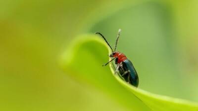 Ученые из МГУ сняли на видео полет сверхбыстрого миниатюрного жука