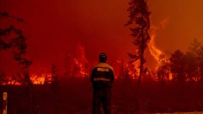 В Минприроды рассказали о мерах по борьбе с лесными пожарами в 2022 году