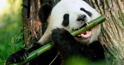 Ученые выяснили, как большие панды остаются "щекастыми", несмотря на жесткую бамбуковую диету