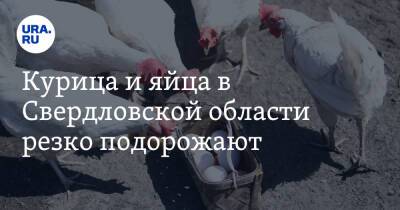 Курица и яйца в Свердловской области резко подорожают
