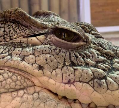 В Ленинградском зоопарке раскрыли главный секрет крокодила Тотоши - ivbg.ru - Украина - Петербург