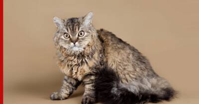 Рексы: породы кошек с вьющейся шерстью