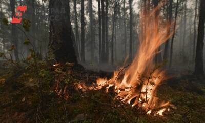 Горячие точки на экологической карте СЗФО в 2021 году: лесные пожары, утечки нефти и горящие свалки