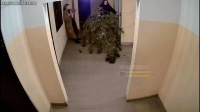 Две девушки спилили ёлку во сквере жилмассива в Новосибирске и попали на видео