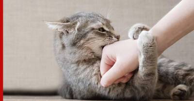 Почему кошки кусают хозяев: причины и что с этим делать