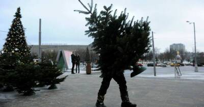 Живые новогодние елки в Москве можно сдать на утилизацию