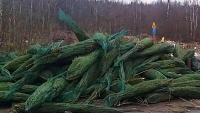 Кладбище нераспроданных елок нашли жители в Ростовской области 1 января в 2022 году