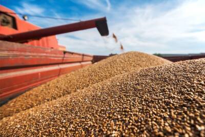 Казахстан увеличил экспорт пшеницы почти на 20%