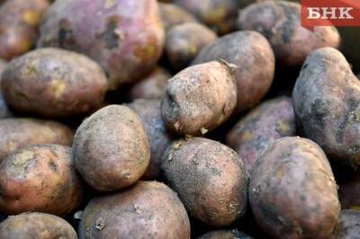 Ученые Коми регистрируют новый сорт картофеля