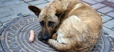 Амбициозный план по устройству бездомных животных обнародовал Киев