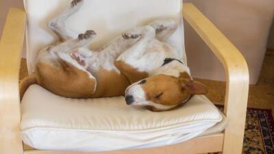 Зоопсихолог призвала не будить беспокойно спящих собак